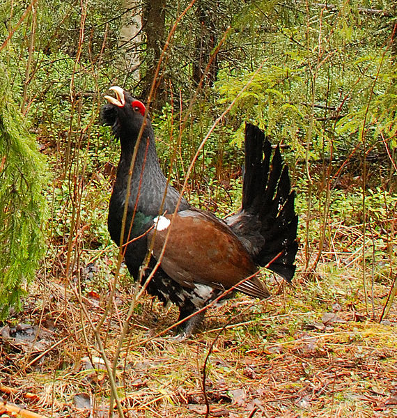 File:Capercaillie(1).jpg