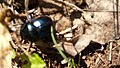 Carabidae, Coleoptera 04.jpg