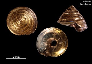 <i>Carenzia carinata</i> Species of gastropod