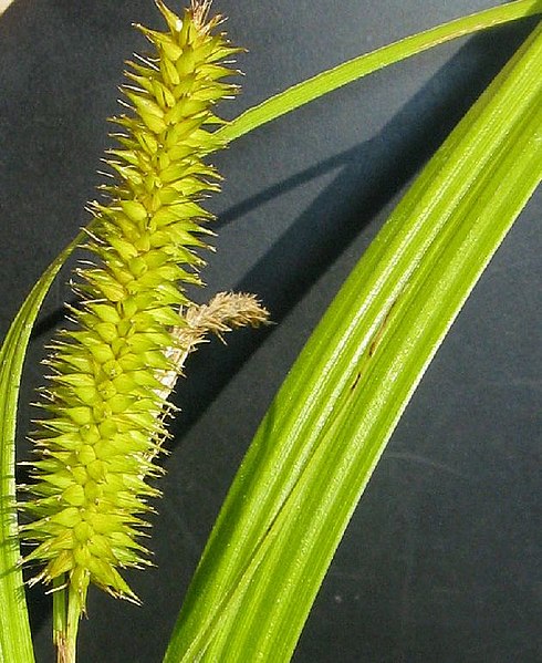 File:Carex pseudocyperus inflorescens (24).jpg