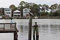 Carrabelle River Pelican