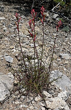 Description de l'image Castilleja linariifolia 1.jpg.