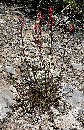 A kép leírása Castilleja linariifolia 1.jpg.
