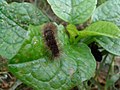 * Nomination: Caterpillar on a leaf at Rajbiraj, Saptari, Nepal --Tulsi Bhagat 05:47, 4 September 2015 (UTC) * Review Needs an identification, please.--Jebulon 17:33, 3 September 2015 (UTC) Identification: Arctiinae (erebid moths) --Tulsi Bhagat 09:14, 4 September 2015 (UTC)Background very noisy, could you do something ? Really sorry, but will you do this? --Tulsi Bhagat 02:19, 9 September 2015 (UTC)