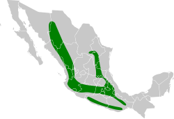 Catharus occidentalis map.svg