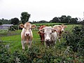 Thumbnail for File:Cattle, Sess Kilgreen - geograph.org.uk - 2550417.jpg