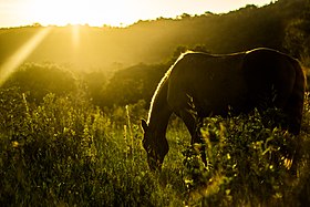 Cavalo em Paraíso - Mato Grosso do Sul.jpg