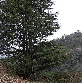 Cedrus libani atlantica Rif.jpg