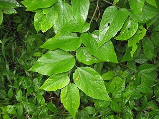 <i>Celtis tenuifolia</i> species of plant