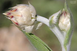 Flockenblumen: Beschreibung, Systematik und Verbreitung, Quellen