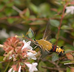 アベリアの花で吸蜜するオオスカシバの成虫