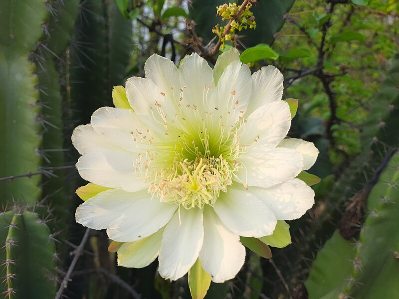 File:Cereus pterogonus flower Cactaceae.jpg