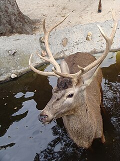 ciervo, cuernos, animal, fauna, mamífero, naturaleza, dólar, macho, hierba,  parque de vida silvestre