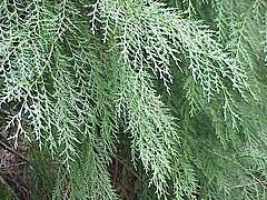 Chamaecyparis lawsoniana 'Intertexta' 2.jpg