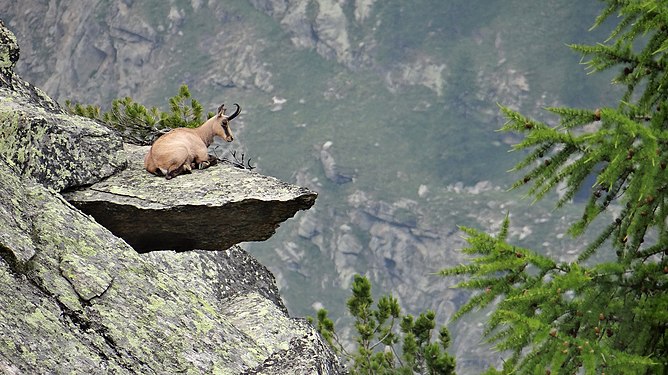 Rupicapra rupicapra innational Grand Paradiso Park, Italy