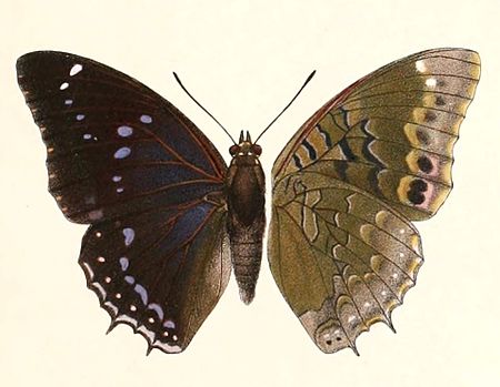 Charaxes mixtus mixtus 1894.jpg