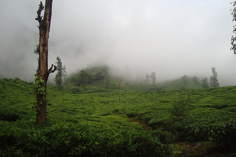 File:Chembra Peak, Wayanad - panoramio (7).jpg