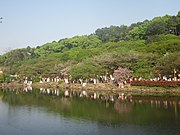 Cherry blossoms at Hunan Botanical Garden.