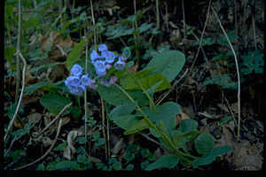 Chesapeake and Ohio Canal National Historical Park CHOH9616.jpg