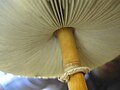 Chlorophyllum molybdites underside of the cap