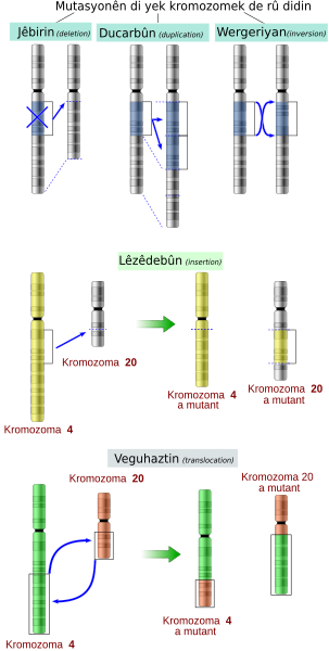 File:Chromosomes mutations ku.svg