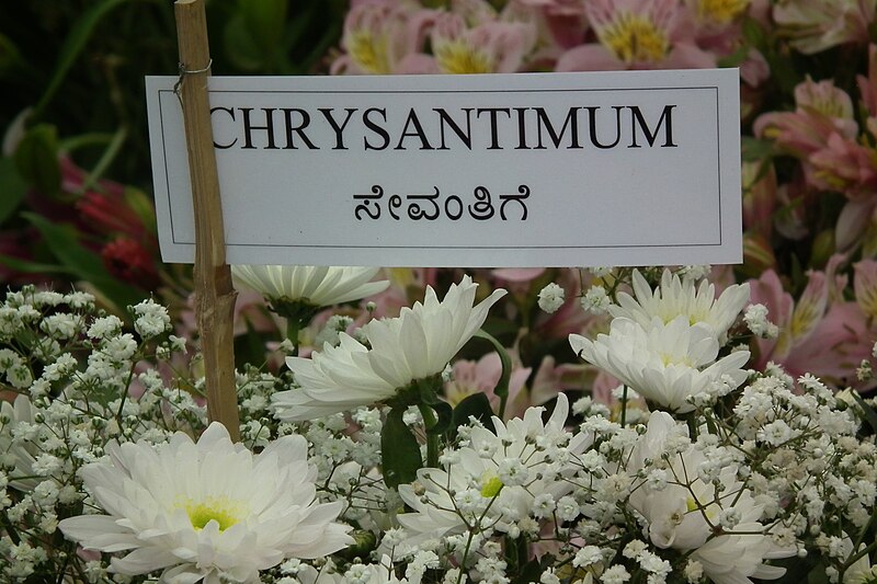 File:Chrysanthemum white at lalbagh7292.JPG