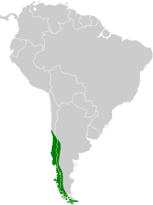 Cinclodes patagonicus map.svg