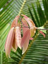 Indian bay leaf, Tejpat, Malabathrum (Cinnamomum tamala)