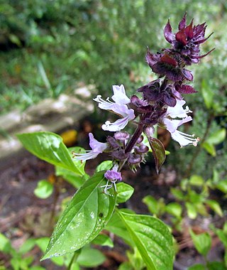 <span class="mw-page-title-main">Cinnamon basil</span>