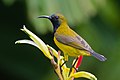 Olive-backed Sunbird (Cinnyris jugularis),, Kent Ridge Park, Singapore