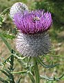 * Nomination Woolly thistle (Cirsium eriophorum) --Robert Flogaus-Faust 19:56, 20 January 2020 (UTC) * Promotion  Support Good quality. --Poco a poco 21:39, 20 January 2020 (UTC)