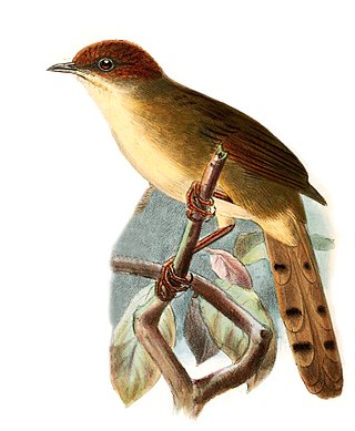 <span class="mw-page-title-main">Black-lored cisticola</span> Species of bird