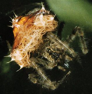 <i>Cladomelea</i> Genus of spiders