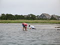 Two people digging for clams on Cape Cod, Massachusetts in 2008