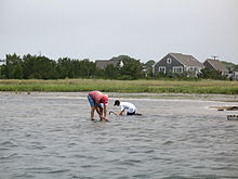 Two people digging for clams on Cape Cod, Massachusetts in 2008 Clam digging, Cape Cod.JPG