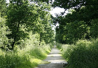 Picket and Clanger Wood woodland in Wiltshire, England