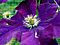 Clematis - Etiole Violette.jpg