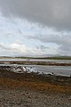 Clew Bay oyster beds - geograph.org.uk - 1032316.jpg