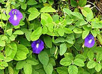 Clitoria ternatea (Flowers) .JPG