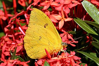 <i>Phoebis sennae</i> Species of butterfly