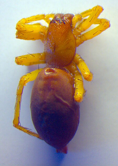 Clubiona reclusa