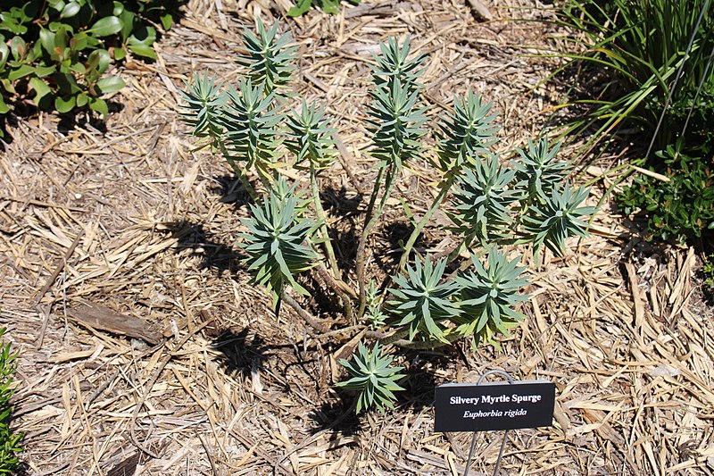 File:Coastal Georgia Botanical Gardens, Silvery Myrtle Spurge Euphorbia rigida.jpg