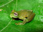 Miniatura per Cochranella punctulata