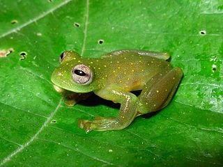 <i>Sachatamia punctulata</i> Species of frog