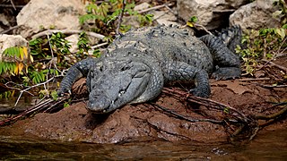 Američki krokodil (Crocodylus acutus)