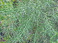 Colletia spinosa2.jpg
