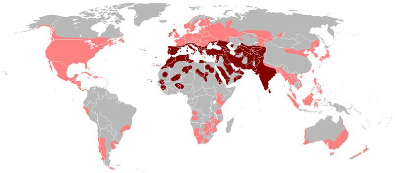 File:Columba livia distribution map.png