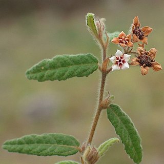 <i>Commersonia breviseta</i> Species of flowering plant