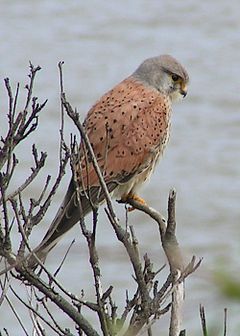 Керкенез (Falco tinnunculus) ♂