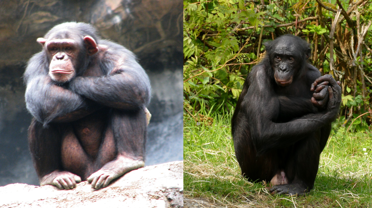 Chimpanzé, bonobo, gibbon… Qui sont ces grands singes ? : Femme